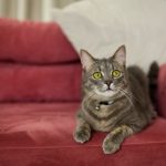 Polstermöbel mit Haustieren – wie entfernt man Haare und Gerüche effektiv?