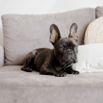 Wie entfernt man effektiv Urinflecken und -geruch aus Polstern? Wirksame Reinigungsmethoden