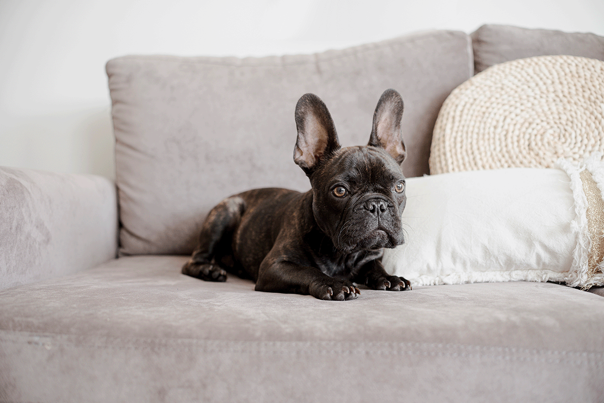 Wie entfernt man effektiv Urinflecken und -geruch aus Polstern? Wirksame Reinigungsmethoden