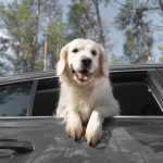 Tierhaare aus dem Auto entfernen und unangenehme Gerüche beseitigen – bewährte Methoden und effektive Lösungen