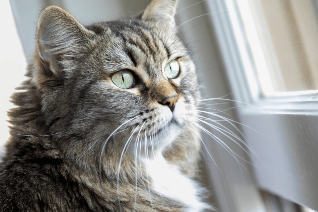 Wie wirkt Ozonisierung gegen Katzenallergene?